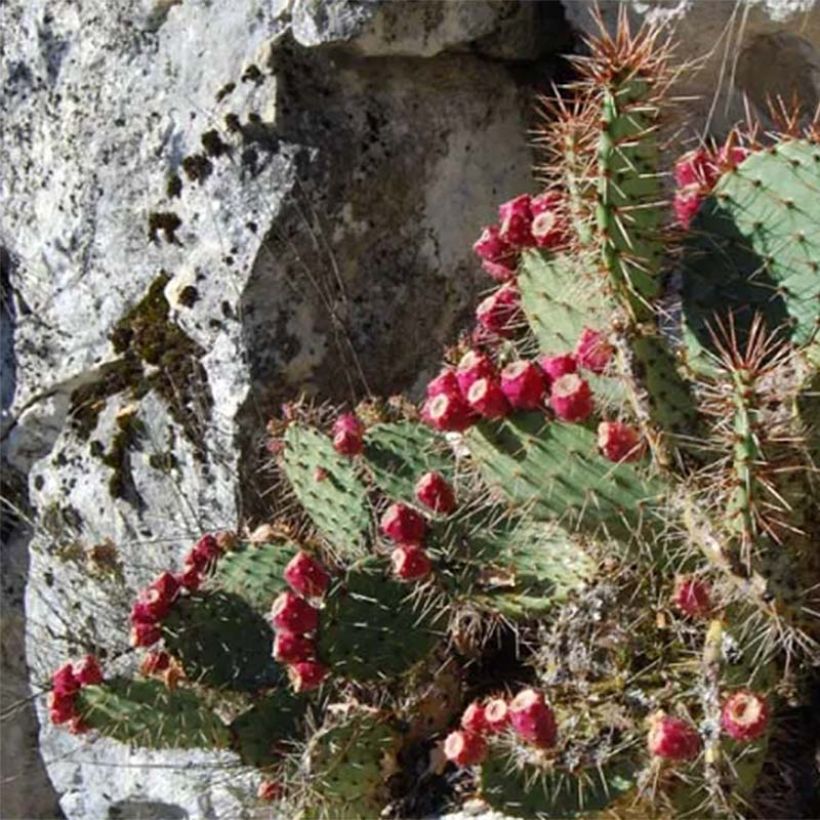 Opuntia zuniensis (Porto)