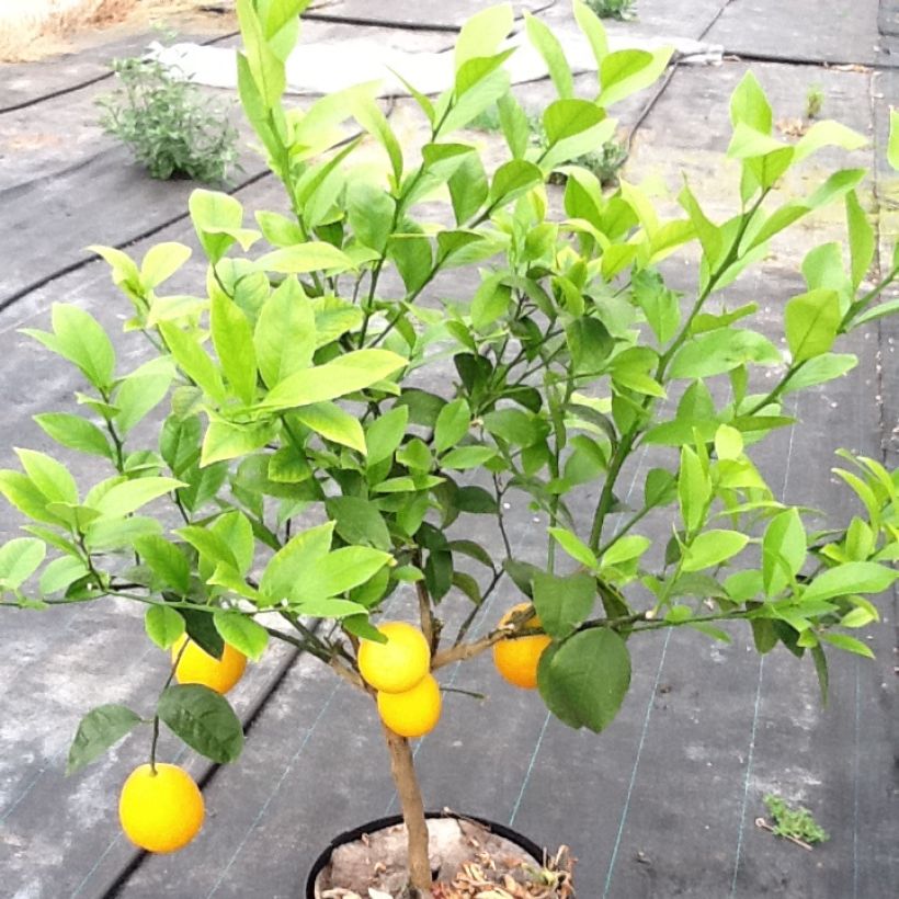 Citrus sinensis Oranger - Arancio (Porto)