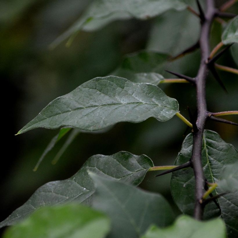 Maclura pomifera - Moro degli Osagi (Fogliame)