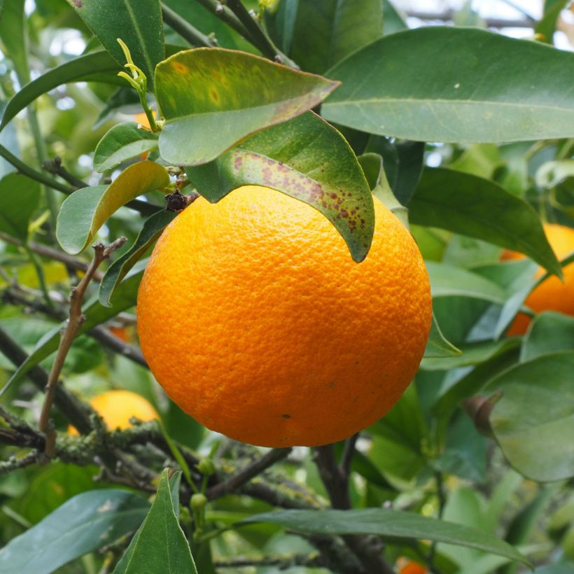 Citrus sinensis Oranger - Arancio (Raccolta)