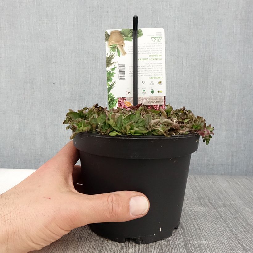 Origan - Origanum vulgare Compactum pot de 1.5L/2L esemplare consegnato in primavera