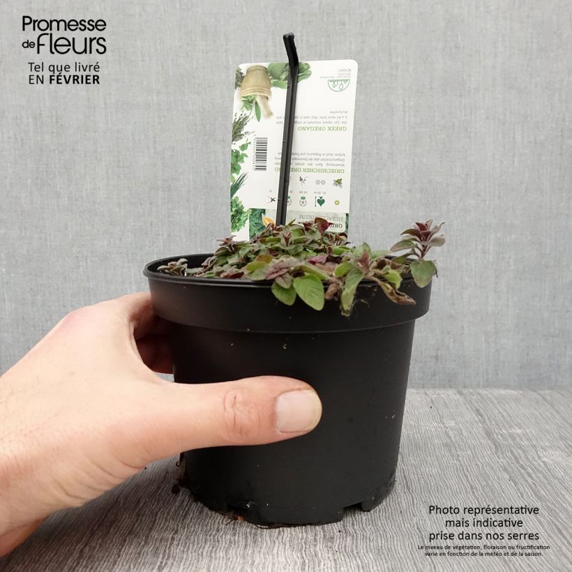 Origan vert ou grec - Origanum heracleoticum (vulgare subsp. hirtum) Pot de 1,5L/2L esemplare consegnato in inverno