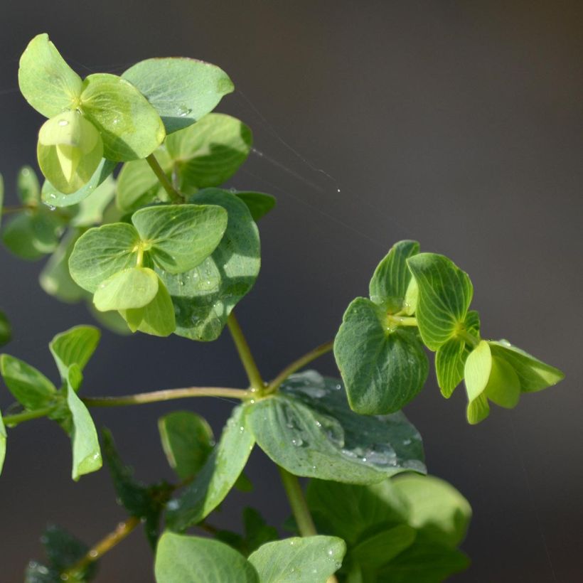 Origano Kent Beauty (Fogliame)