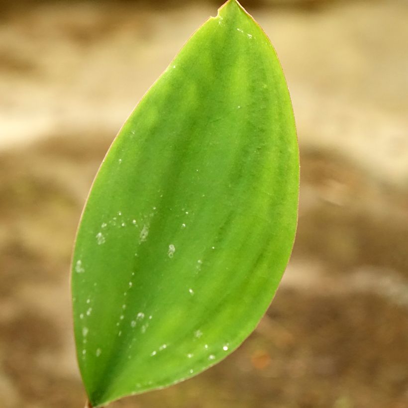 Orontium aquaticum - Clava d'oro (Fogliame)