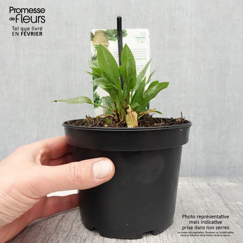 Oseille Epinard - Rumex patientia Pot de 1,5L/2L esemplare consegnato in inverno