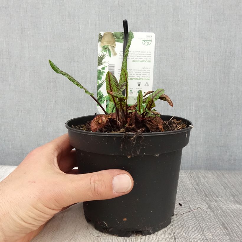 Oseille sanguine - Rumex sanguineus pot de 1.5L/2L esemplare consegnato in primavera