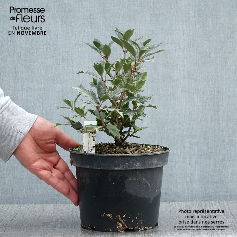 Esemplare di Osmanthus heterophyllus Purpureus Pot de 3L/4L come consegnato in autunno