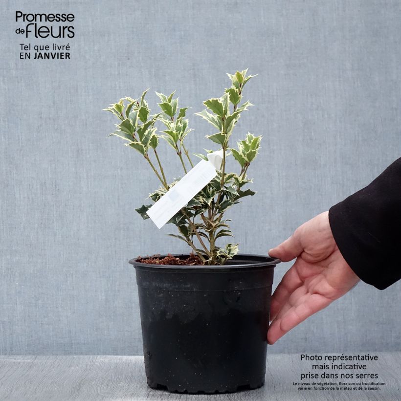 Osmanthus heterophyllus Variegatus - Osmanthe panaché en pot de 3L/4L esemplare consegnato in inverno