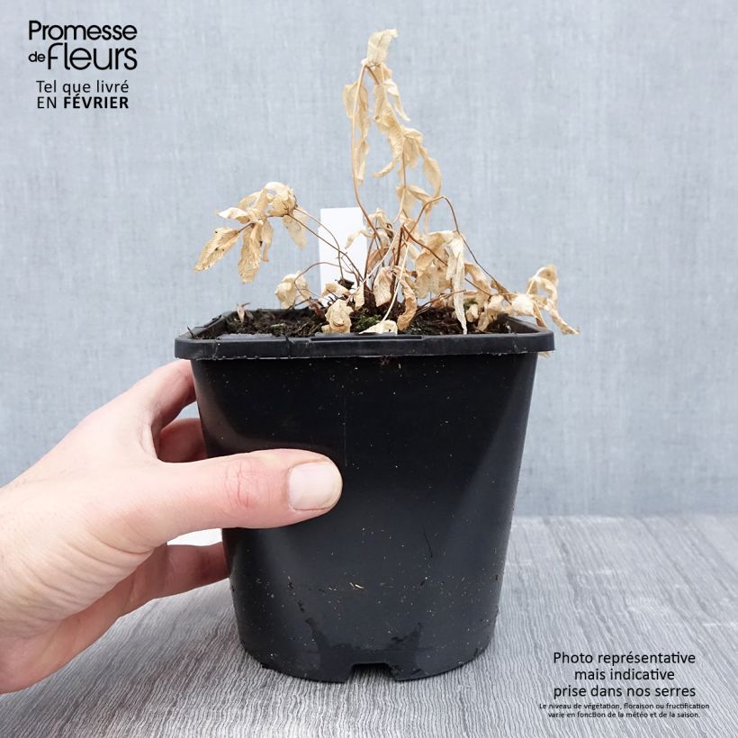 Osmunda regalis - Osmonde royale, fougère Pot de 2L esemplare consegnato in inverno