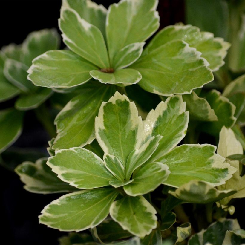 Pachysandra terminalis Variegata (Fogliame)