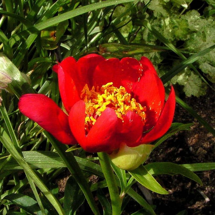 Paeonia lobata Sunshine (Fioritura)