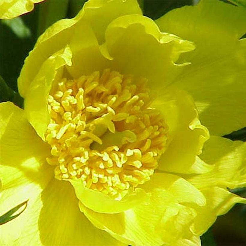 Paeonia delavayi var. lutea (Fioritura)