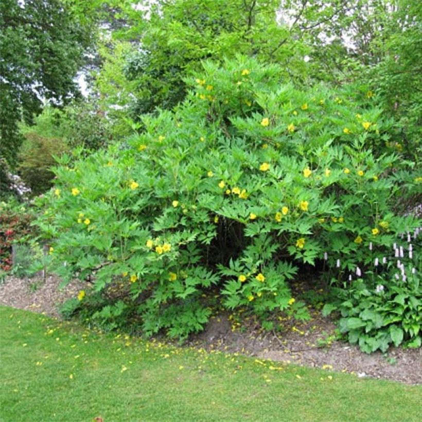 Paeonia delavayi var. lutea (Porto)