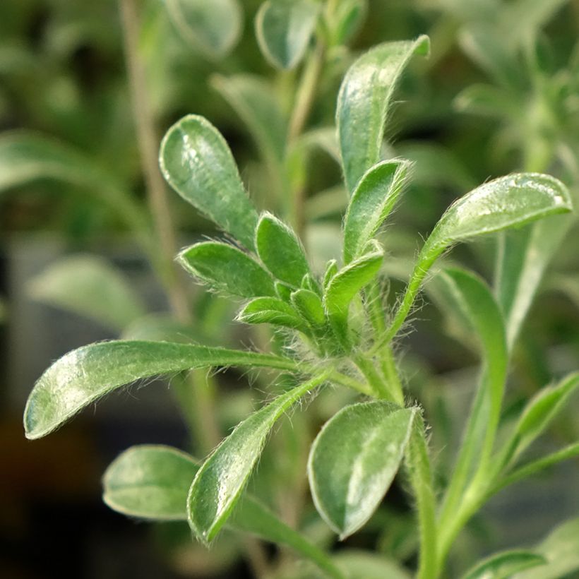 Pallenis maritima Aurelia Gold - Asterisco marittimo (Fogliame)