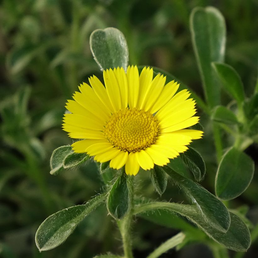 Pallenis maritima Aurelia Gold - Asterisco marittimo (Fioritura)