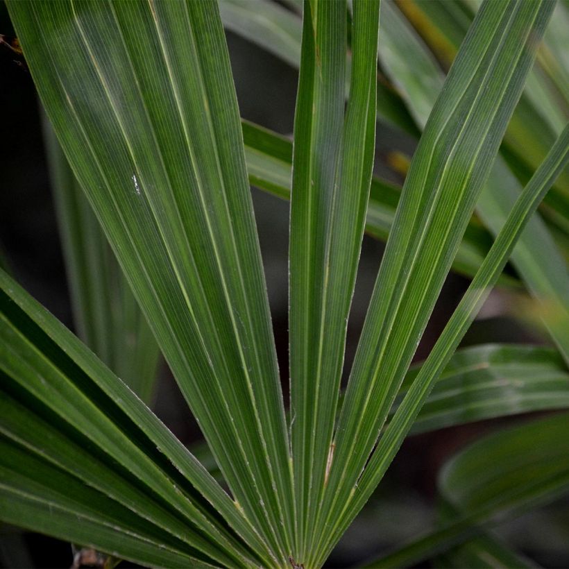 Trachycarpus fortunei - Palma di Fortune (Fogliame)