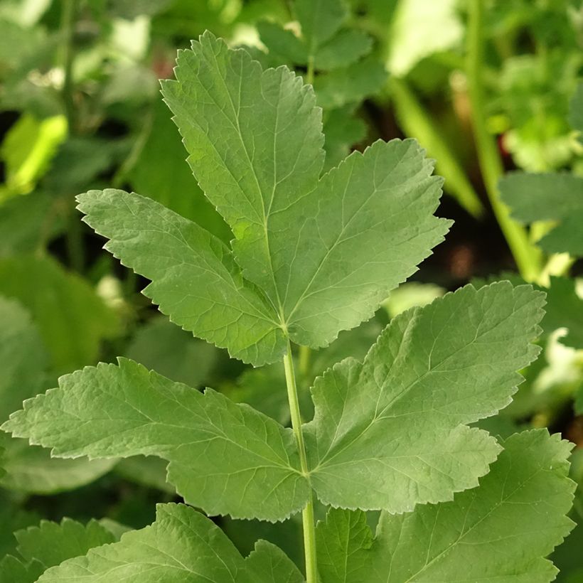 Pastinaca - Carota invernale (Fogliame)