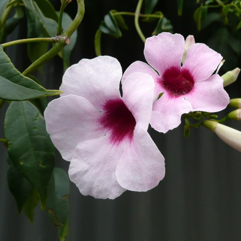 Pandorea jasminoïdes Rosea (Fioritura)