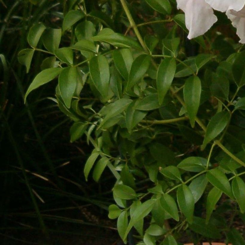 Pandorea jasminoïdes Alba (Fogliame)