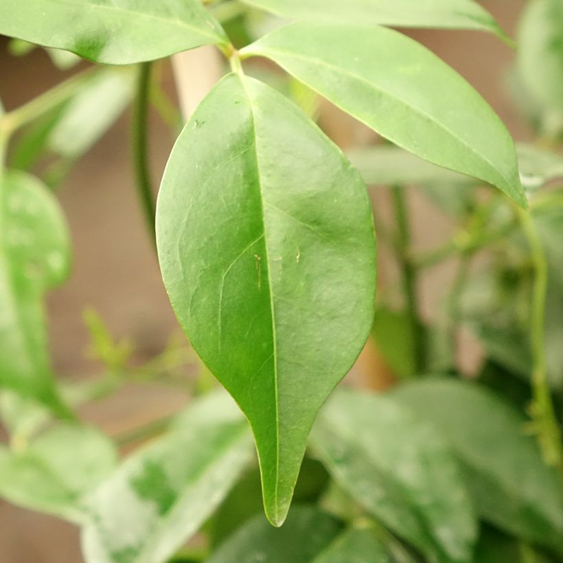 Pandorea jasminoïdes Rosea (Fogliame)