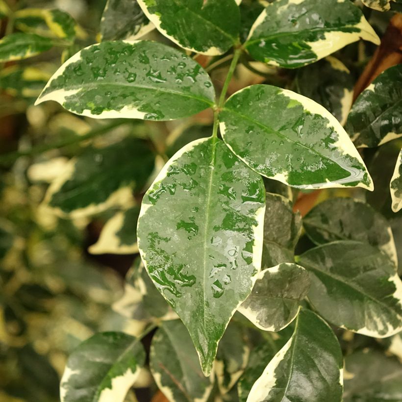 Pandorea jasminoïdes Variegata (Fogliame)