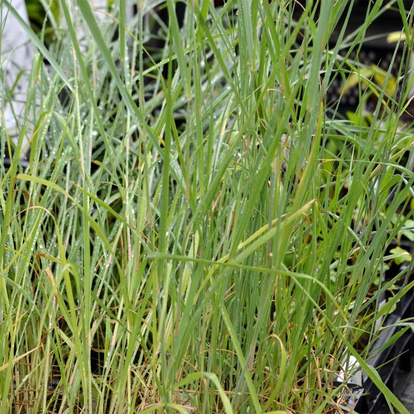 Panicum virgatum Prairie Sky (Fogliame)