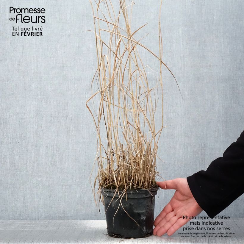 Panic érigé - Panicum virgatum Prairie Sky - Pot de 2L/3L esemplare consegnato in inverno