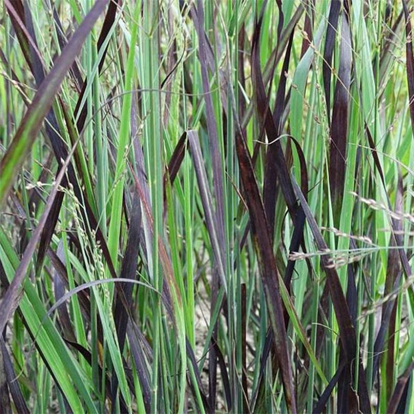 Panicum virgatum Blue Darkness (Fogliame)