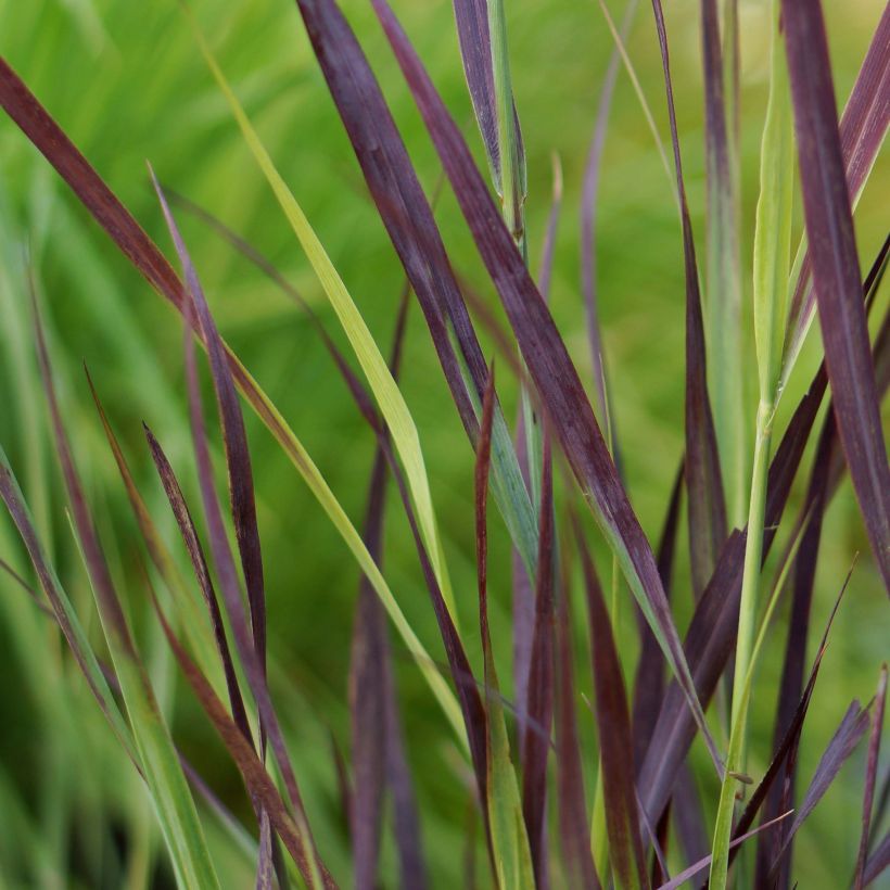 Panicum virgatum Purple Breeze (Fogliame)