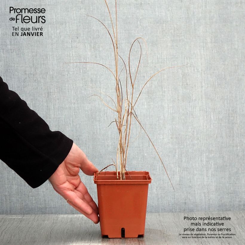 Panicum virgatum Purple Breeze - Pot de 1L/1,5L esemplare consegnato in inverno