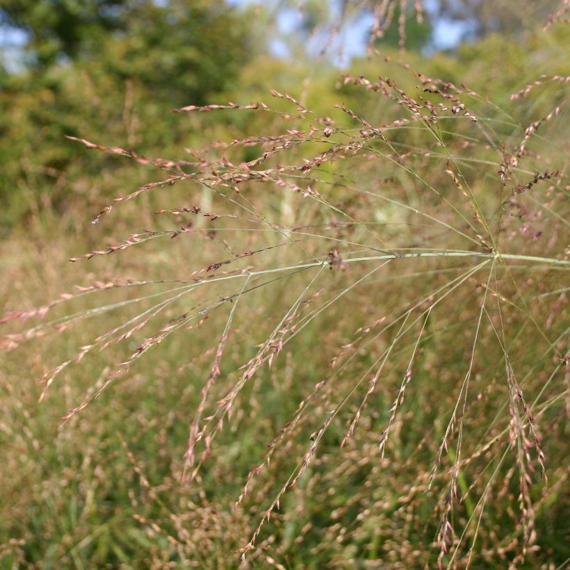 Panicum virgatum Rehbraun (Fioritura)