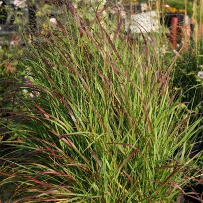 Panicum virgatum Rotstrahlbusch (Fogliame)