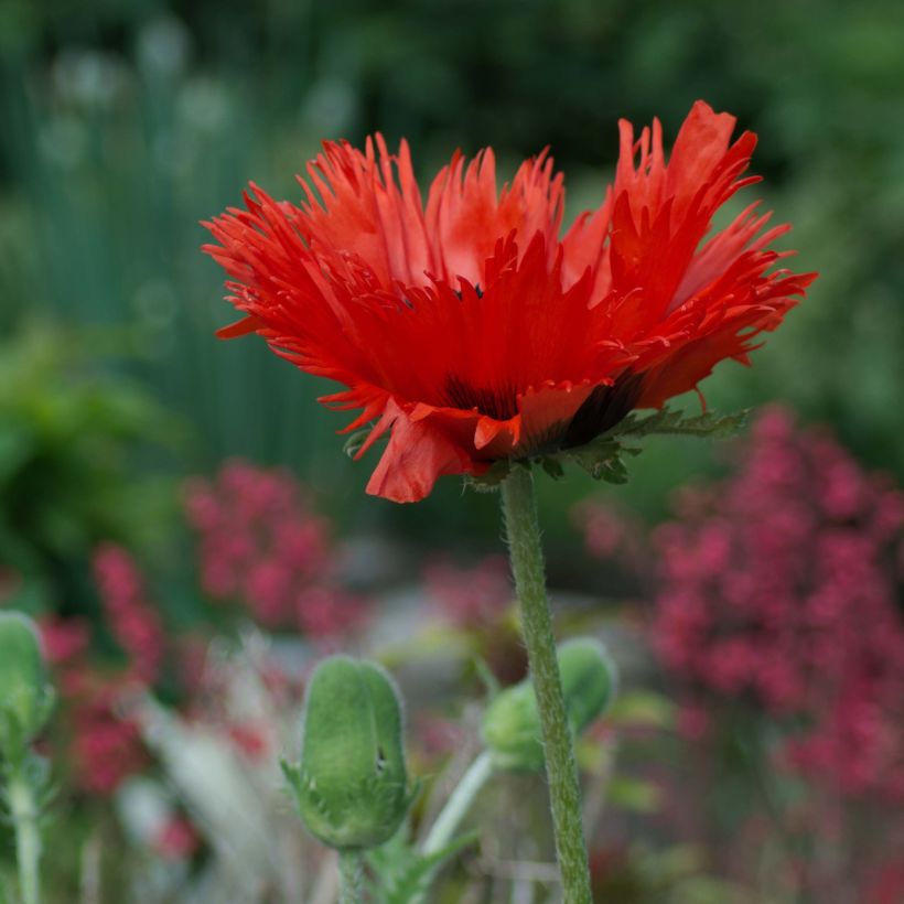 Papaver orientale Curlilocks (Porto)