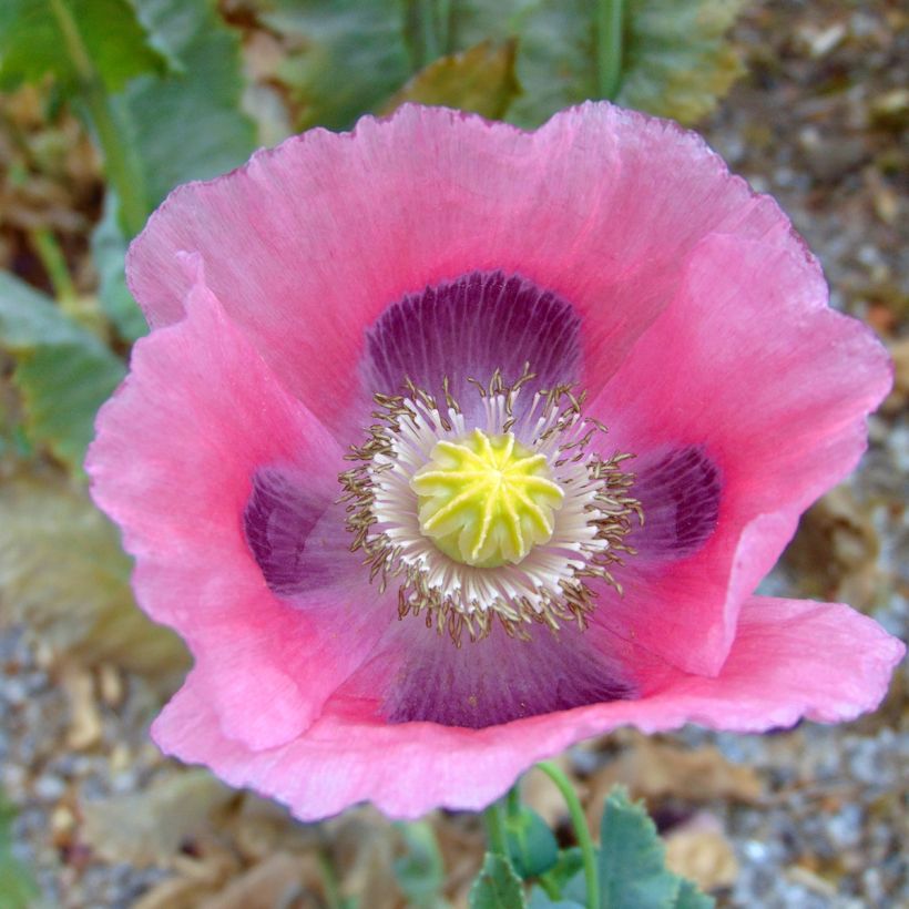 Papaver somniferum nigrum - Papavero domestico (Fioritura)