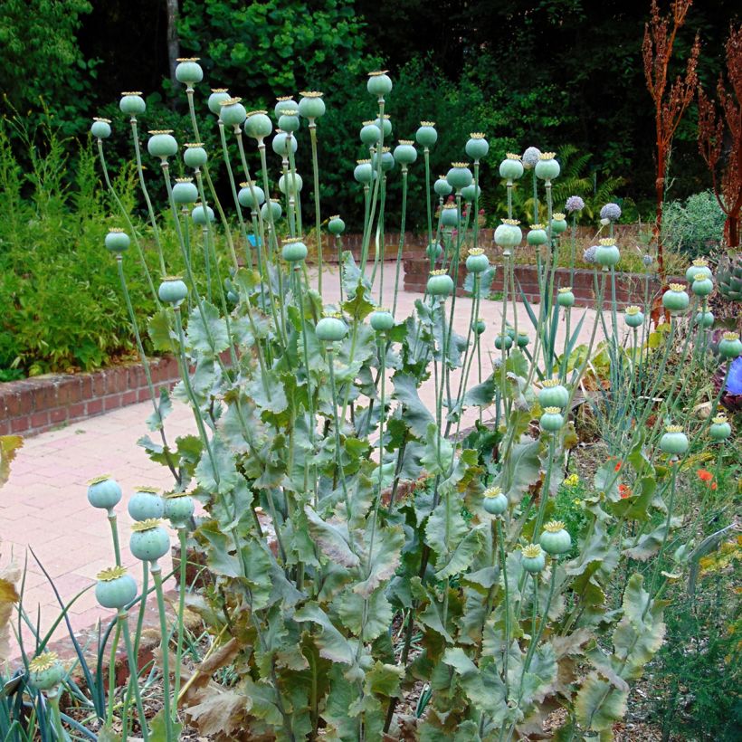 Papaver somniferum nigrum - Papavero domestico (Porto)