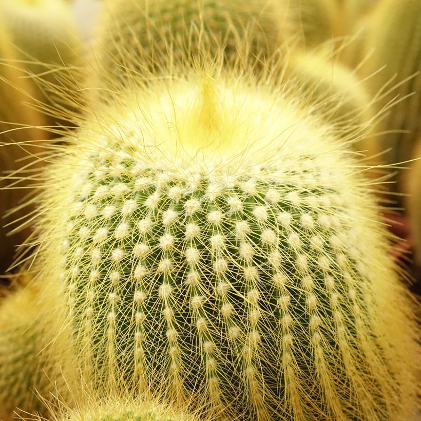 Parodia leninghausii - Notocactus (Fogliame)