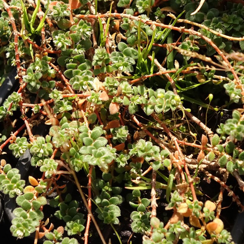 Paronychia kapela subsp. serpyllifolia - Paronichia con foglie di serpillo (Fogliame)