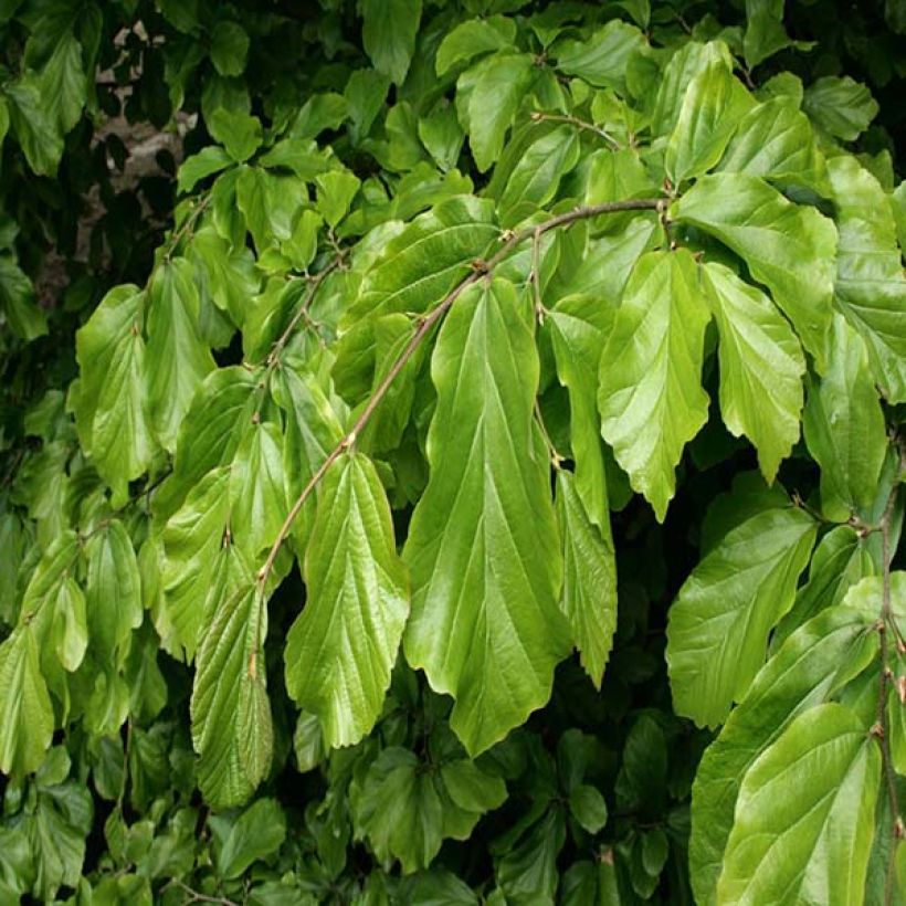 Parrotia persica - Albero pagoda (Fogliame)