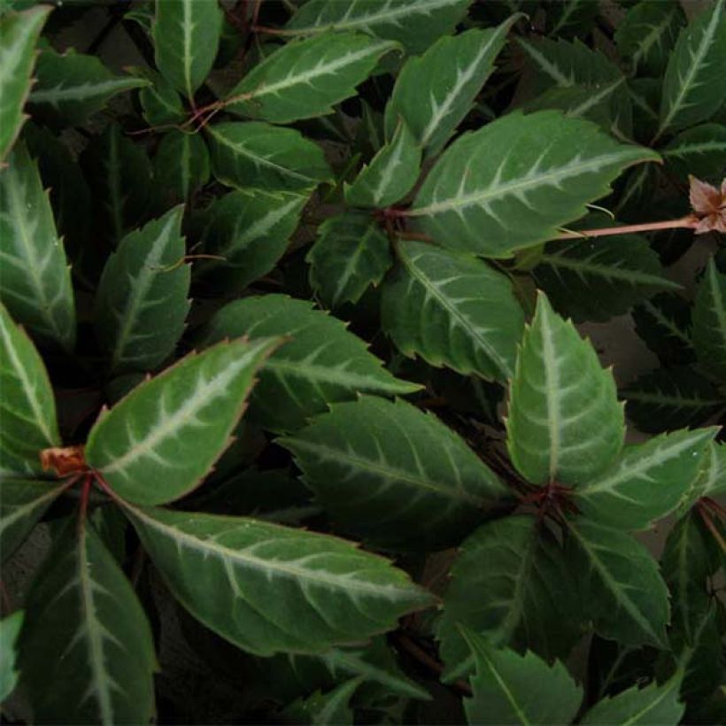 Parthenocissus henryana - Vite del Canada (Fogliame)