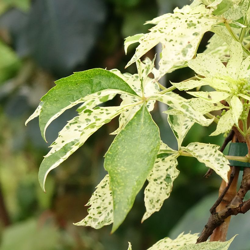 Parthenocissus quinquefolia Star Shower - Vite americana (Fogliame)