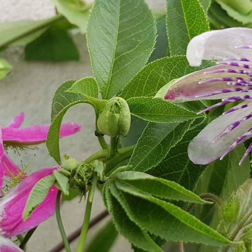 Passiflora Aurora (Fogliame)