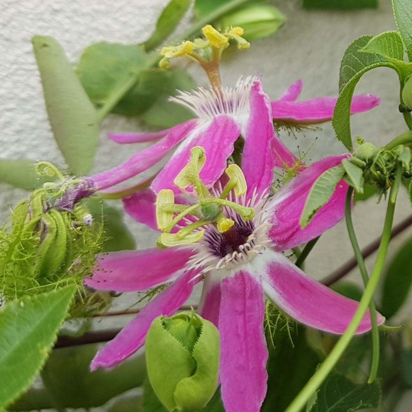 Passiflora Aurora (Fioritura)