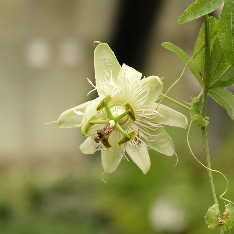 Passiflora caerulea (Fioritura)