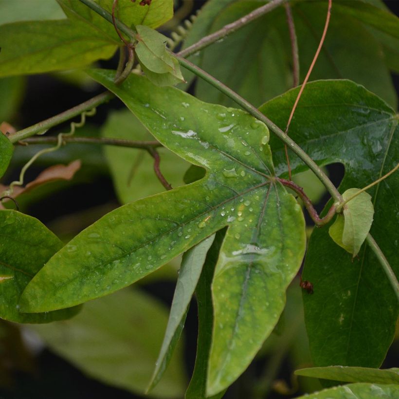 Passiflora Victoria (Fogliame)