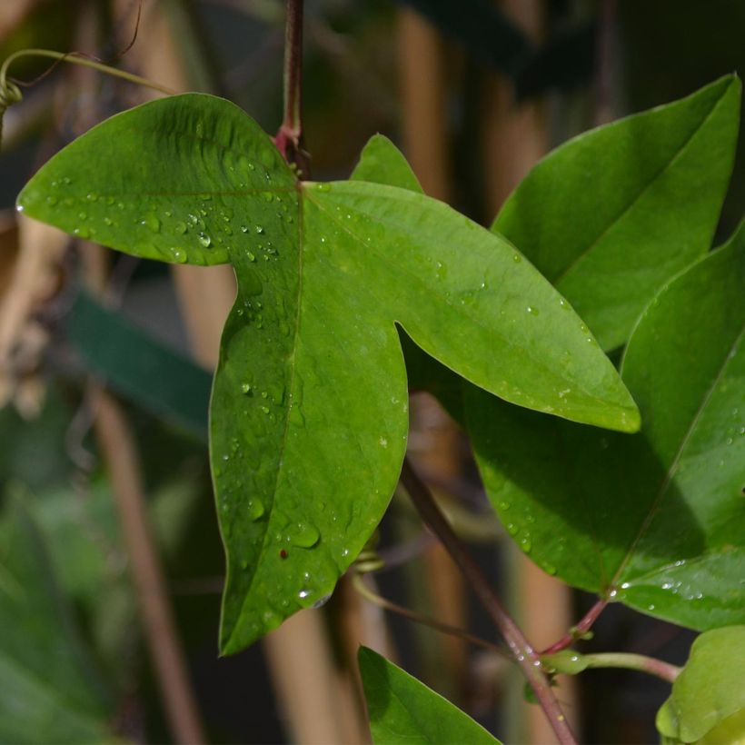 Passiflora Perfume Passion (Fogliame)