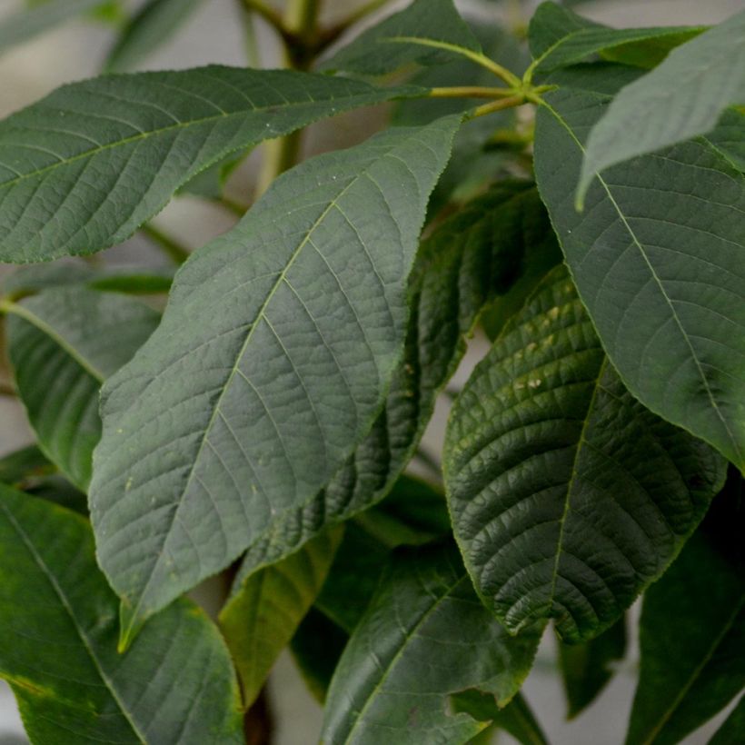 Aesculus parviflora - Ippocastano nano (Fogliame)