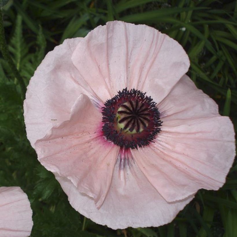 Papaver orientale Karine (Fioritura)