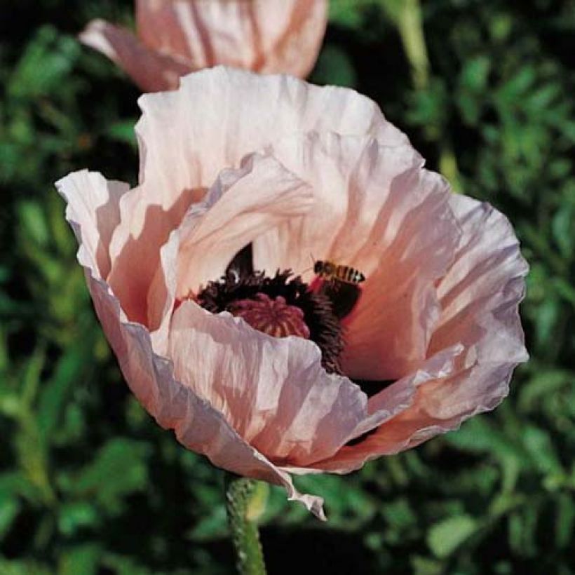 Papaver orientale Princess Victoria Louise (Fioritura)