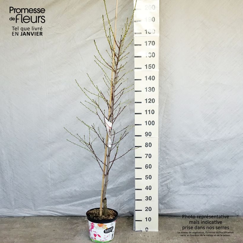 Pêcher à fleurs - Prunus persica Taoflora White Pot de 7,5L/10L esemplare consegnato in inverno