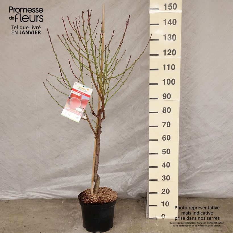 Pêcher Charles Ingouf - Prunus persica Gobelet en pot de 7,5l/10l esemplare consegnato in inverno